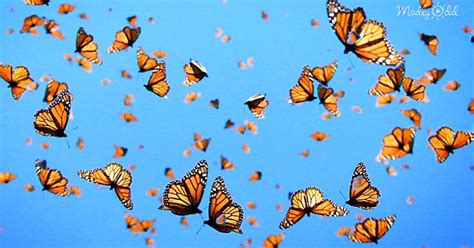 The Magic of Flight: Observing and Documenting Flying Butterflies in Their Natural Habitat